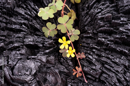 Canvas Print New life from the burned tree.