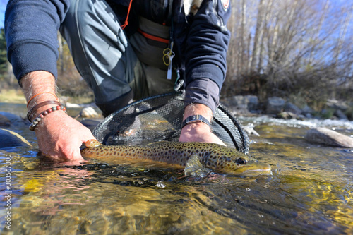 Fototapeta Naklejka Na Ścianę i Meble -  Taking a beautiful brown trout with a fly