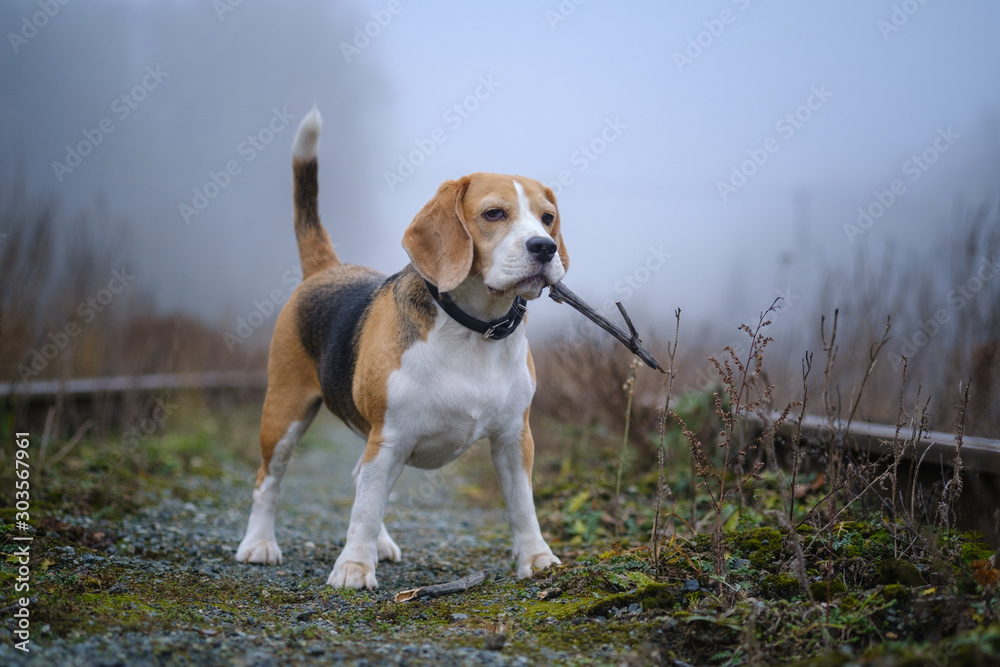 funny dog breed Beagle holding a stick in his teeth during a walk in the autumn Park in thick fog