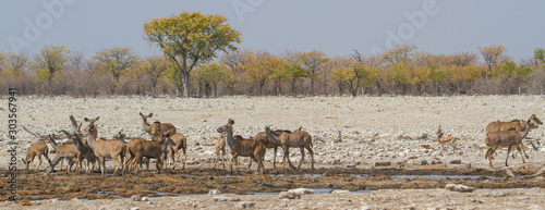 Eine Herde Kudu-Antilopen an einem Wasserloch vor einem Mopanewald, Etosha Nationalpark, Namibia photo