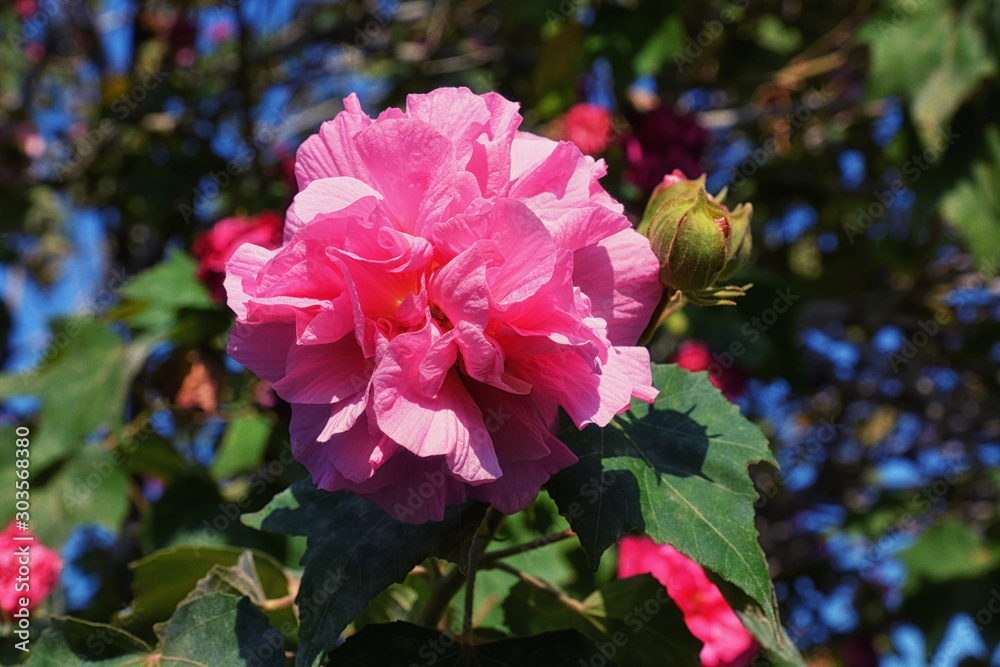 Pink common peony flowers on green background Pink common peony flowers on green background