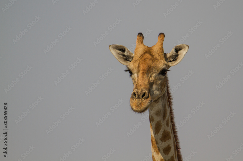 Porträt einer Giraffe, Etosha Nationalpark, Namibia