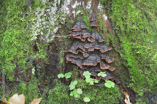 Hymenochaete rubiginosa, known as Oak Curtain Crust, wild fungus from Finland photo