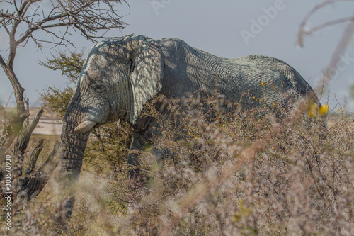 Sehr alter, faltiger afrikanischer Elefant, bedeckt mit Schlamm zum Sonnenschutz, Etosha Nationalpark, Namibia, Afrika © AventuraSur