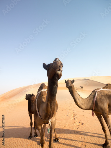 Camel family with baby camel hiding behind his mom photo