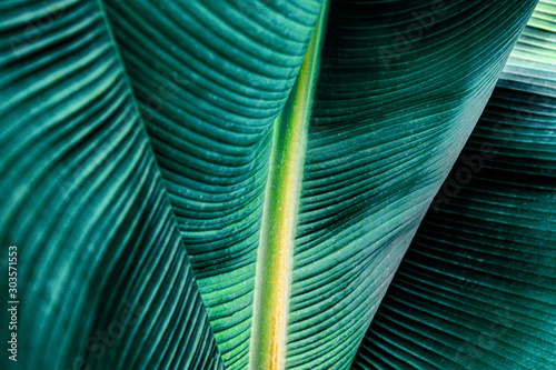 tropical banana leaf texture, large palm foliage nature dark green background