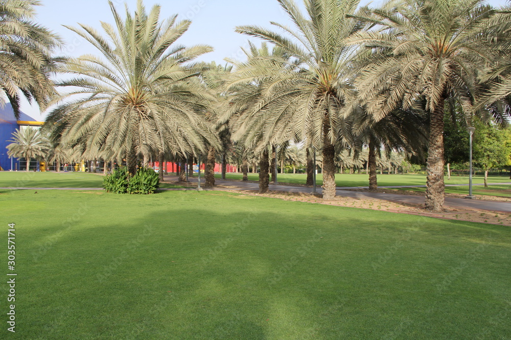 Lush green grassy landscape and palm trees Lush green grassy landscape and palm trees