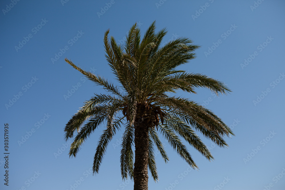 Fototapeta premium Palm tree on clear blue background. Silhouette exotic palm on sunny day. The rays of the sun falls on the palms. Summer concept. Selective focus
