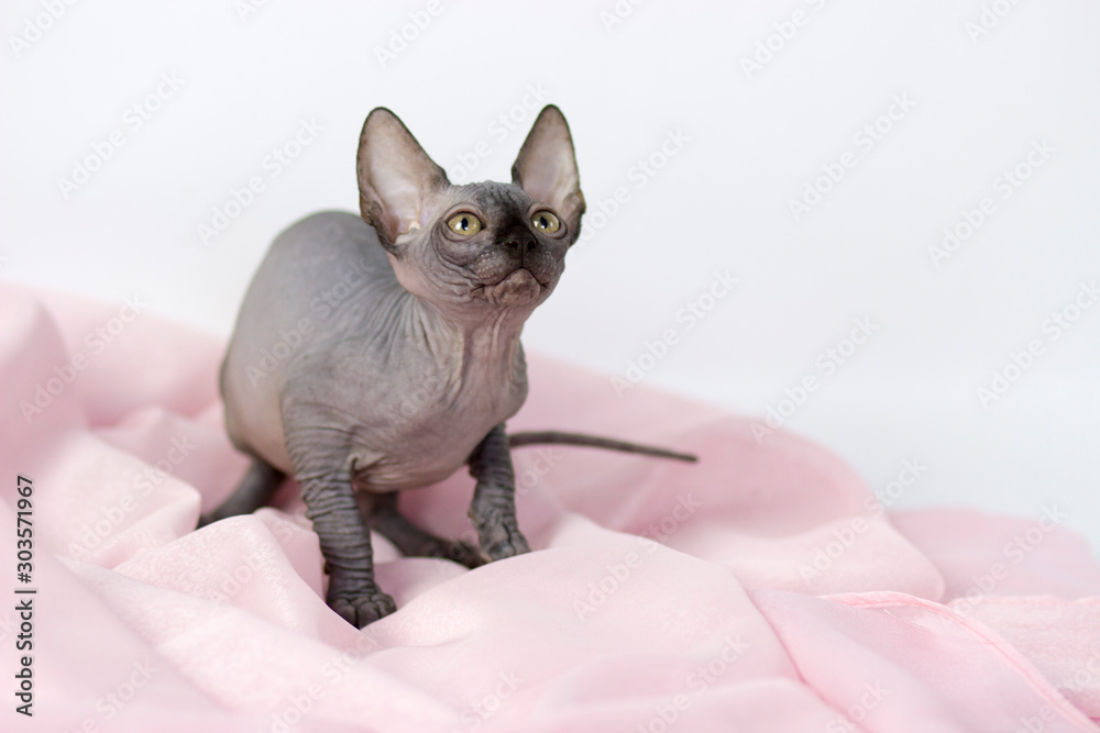 Canadian sphynx yang cat on light pink and white background Canadian sphynx yang cat on light pink and white background