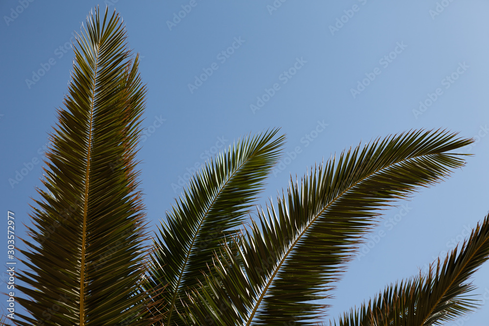 Palm leaves on blue sky background. Green silhouette of palms leaves. The rays of the sun fall on the trees. Hot summer time, vacation concept. Palm leaves on blue sky background. Green silhouette of palms leaves. The rays of the sun fall on the trees. Hot summer time, vacation concept.