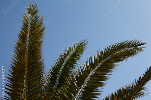 Palm leaves on blue sky background. Green silhouette of palms leaves. The rays of the sun fall on the trees. Hot summer time, vacation concept.