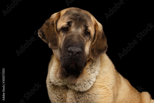 Portrait of Young Spanish Mastiff Dog on isolated Black Background