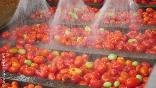 Three nozzles spray water to clean tomatoes on an agricultural plant in summer photo