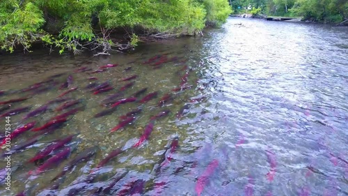 Spawning Sockeye Salmon Kamchatka august 2018