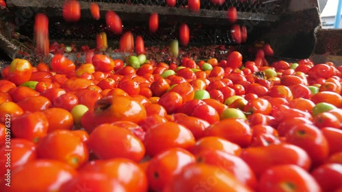 Plenty of fresh tomatoes falling on a conveyor line in a tomato processing plant