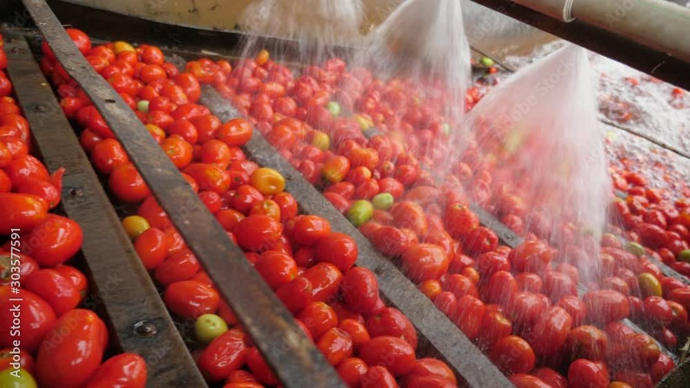 Shower water covering fresh tomatoes in a tomato processing plant indoors