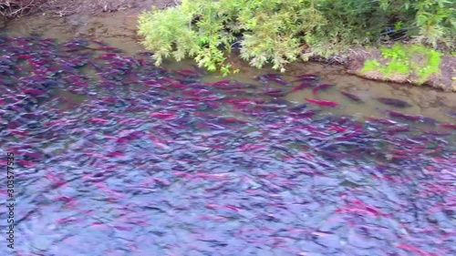 Salmon Return to Spawn Kamchatka august 2018