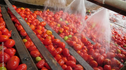 Shower water covering fresh tomatoes in a tomato processing plant indoors