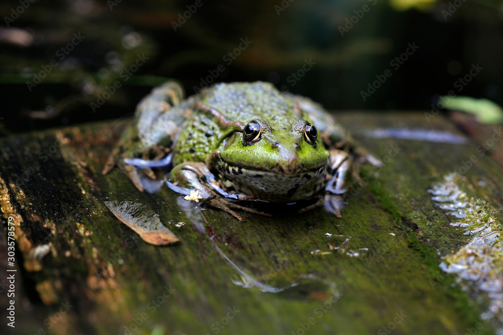 Wasserfrosch oder Teichfrosch (Pelophylax esculentus) Wasserfrosch oder Teichfrosch (Pelophylax esculentus)