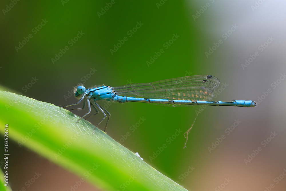 Azurjungfern (Coenagrion) sitzt auf grünem Blatt Azurjungfern (Coenagrion) sitzt auf grünem Blatt