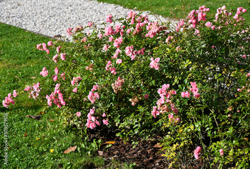 Fototapeta Naklejka Na Ścianę i Meble -  Pink roses in autumn time