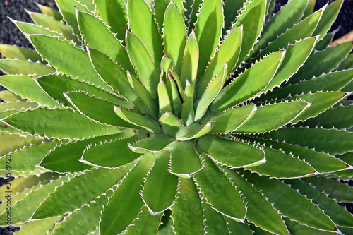 Close up of Agave Shawii (coastal agave or Shaw's agave) cactus photo