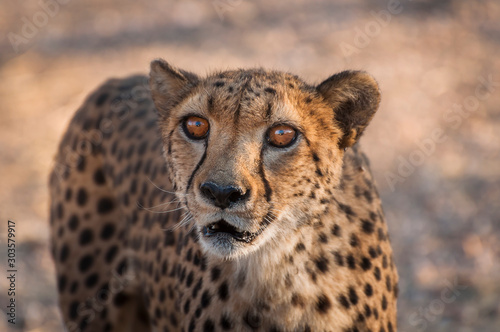 Gepard sieht Dich an , close up