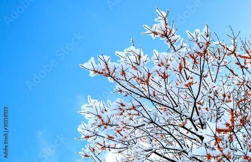 A branch  covered with snow with red berries