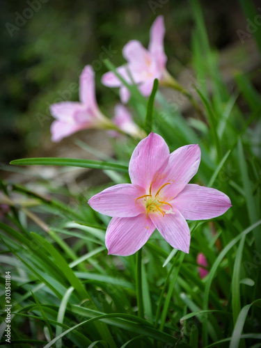 Wild rosy rain lily  Zephyranthes rosea  commonly known as the Cuban zephyrlily  rose fairy lily  rose zephyr lily or the pink rain lily.