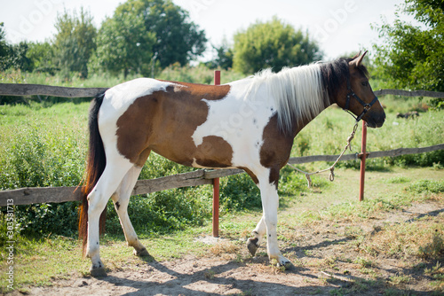 A beautiful  well-groomed horse on a farm. Ranch. Farmer. Cowboy.
