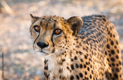 Gepard ,Namibia,close up