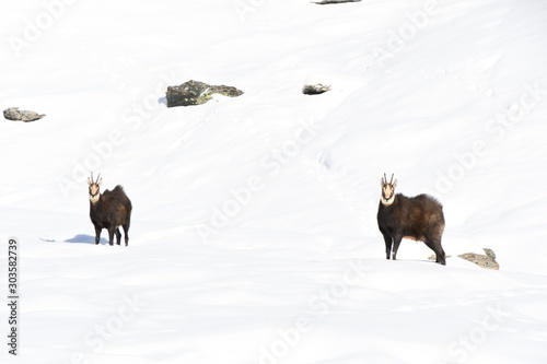 The chamois on the snow in the Gran Paradiso park