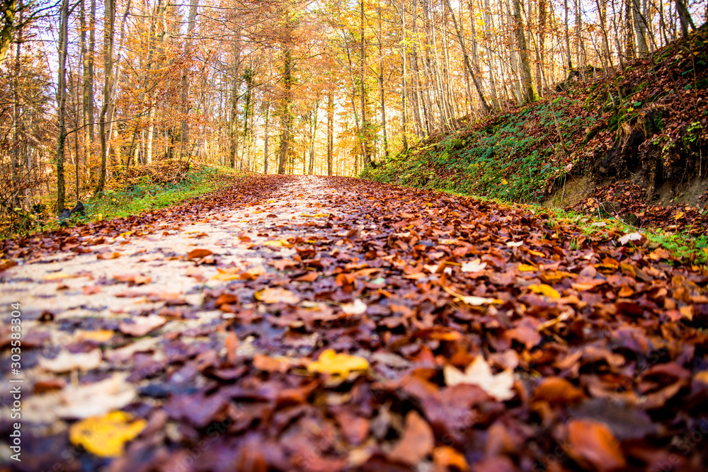autumnal painted leaves in warm, sunny color on a forest track autumnal painted leaves in warm, sunny color on a forest track