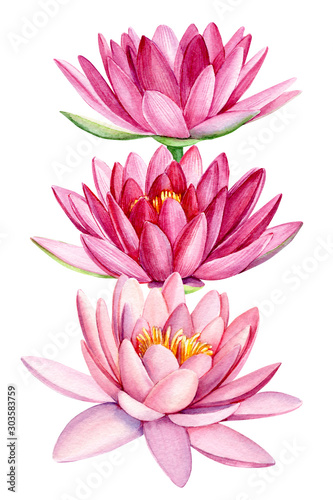 pink lotus, bouquet of flowers,  greeting card, watercolor illustration on isolated white background, hand drawing, 