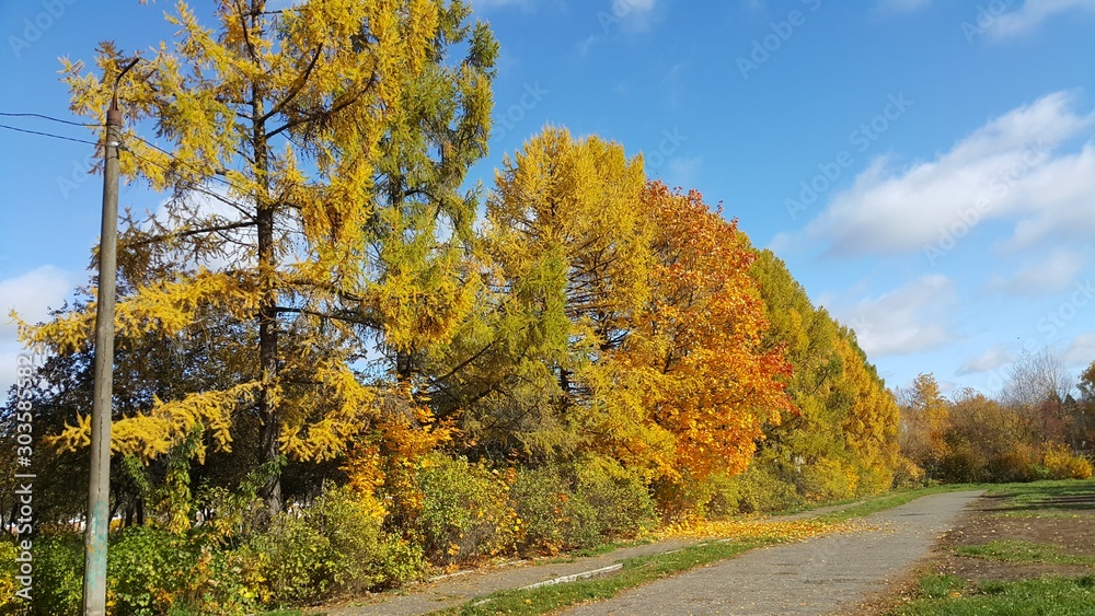 Naklejka premium autumn in the park