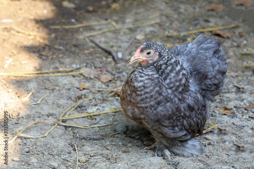 Gray color japan bantam hen in farm garden at thailand photo