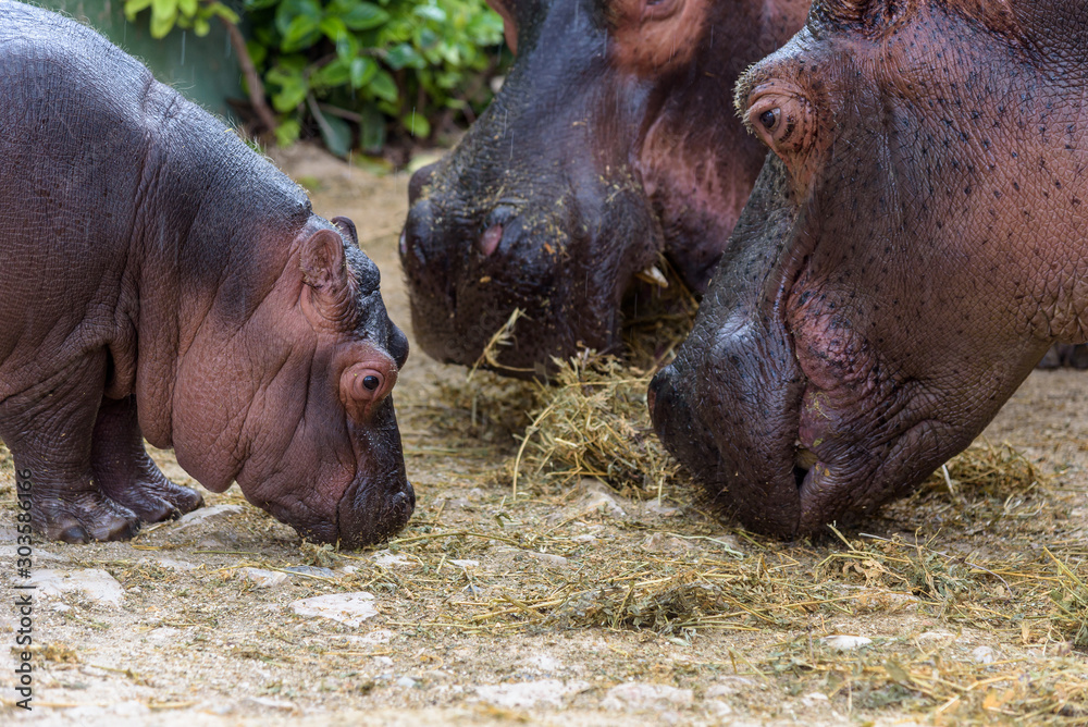 Portrait of Cute Hippo family having dinner together Portrait of Cute Hippo family having dinner together