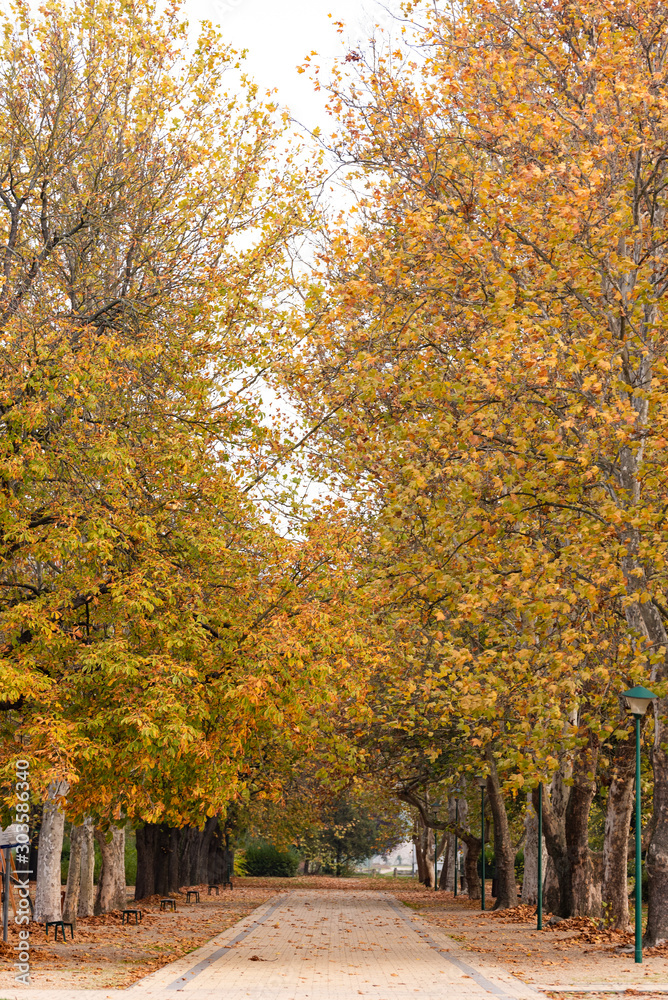 Naklejka premium Park nad jeziorem Balaton jesienią