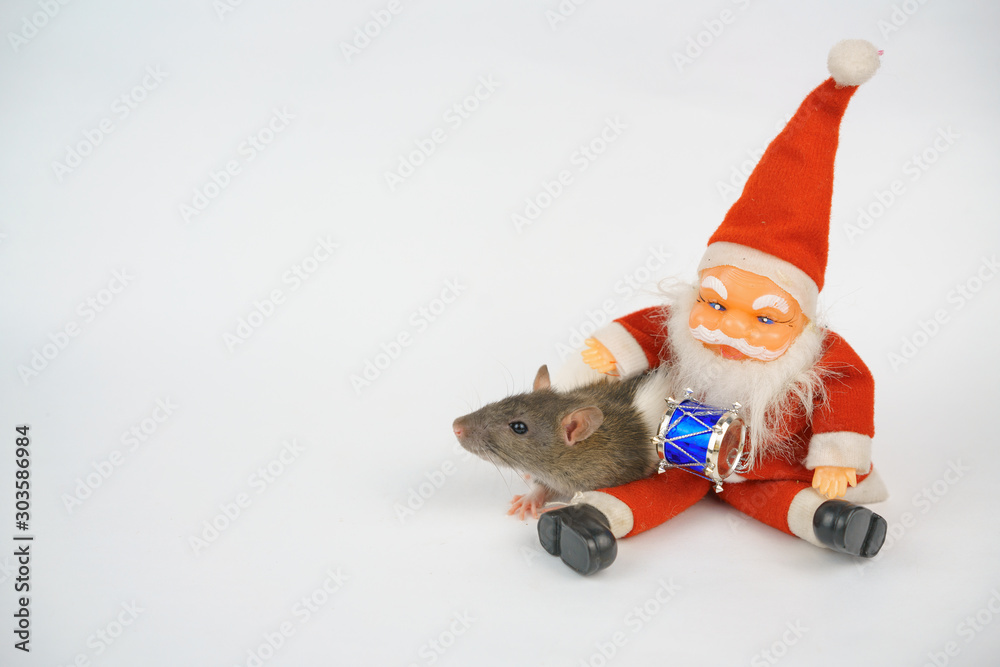 new year of the rat on white background new year of the rat on white background