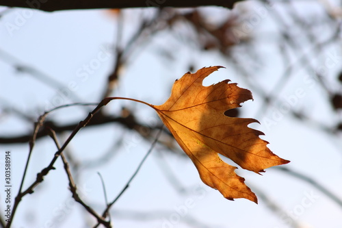  Autumn Leaf Background