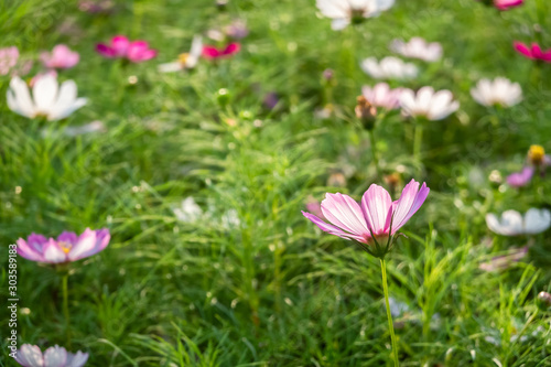 colorful cosmos flowers farm