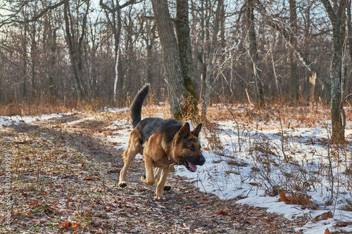 Fototapeta Naklejka Na Ścianę i Meble -  German shepherd, walking in the woods at the beginning of winter in the snow. German shepherd, forest, snow, autumn
