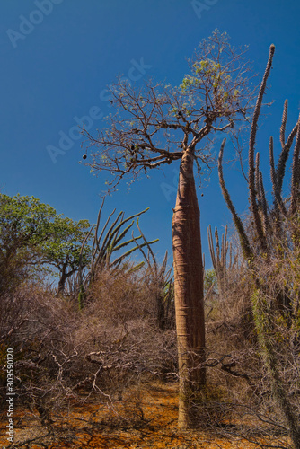 Landscape with Adansonia rubrostipa aka fony baobab tree in Reniala reserve , Toliara, Madagascar photo