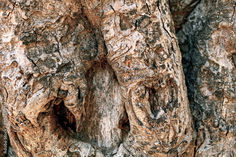 bark of a tree bark of a tree