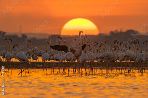 Flamingo's by the sunset 