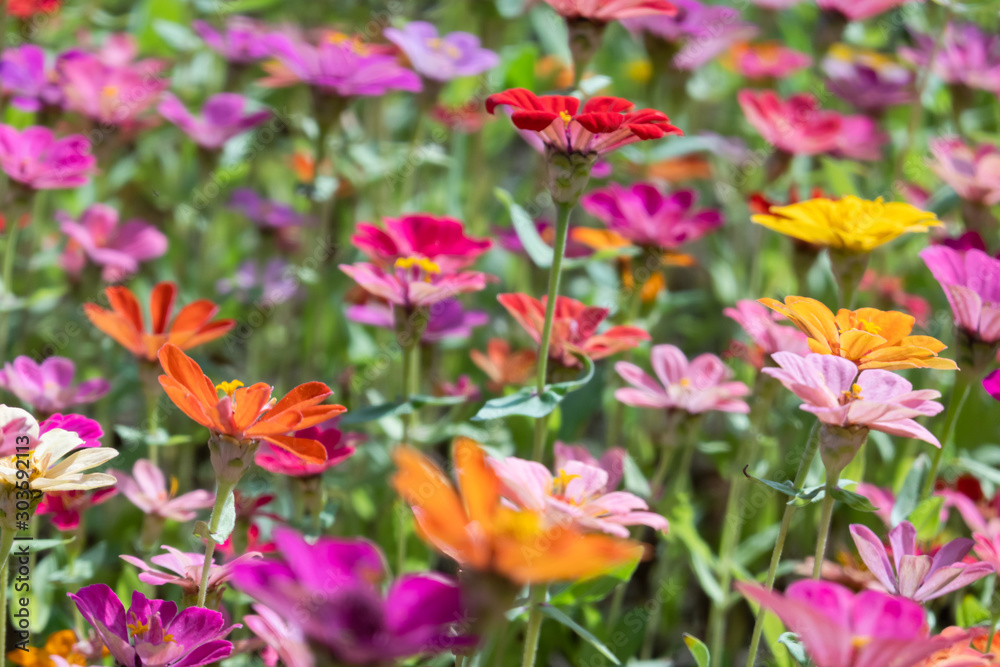 colorful cosmos flowers farm colorful cosmos flowers farm