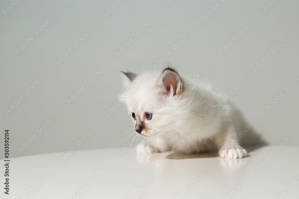 small kitten cat breed sacred burma on a light background