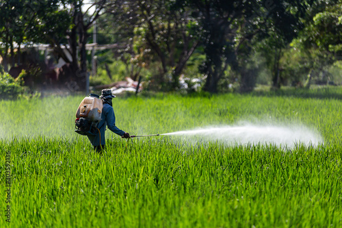 Farmers are spraying chemicals in rice fields. photo