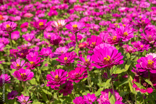 pink and purple cosmos flowers farm