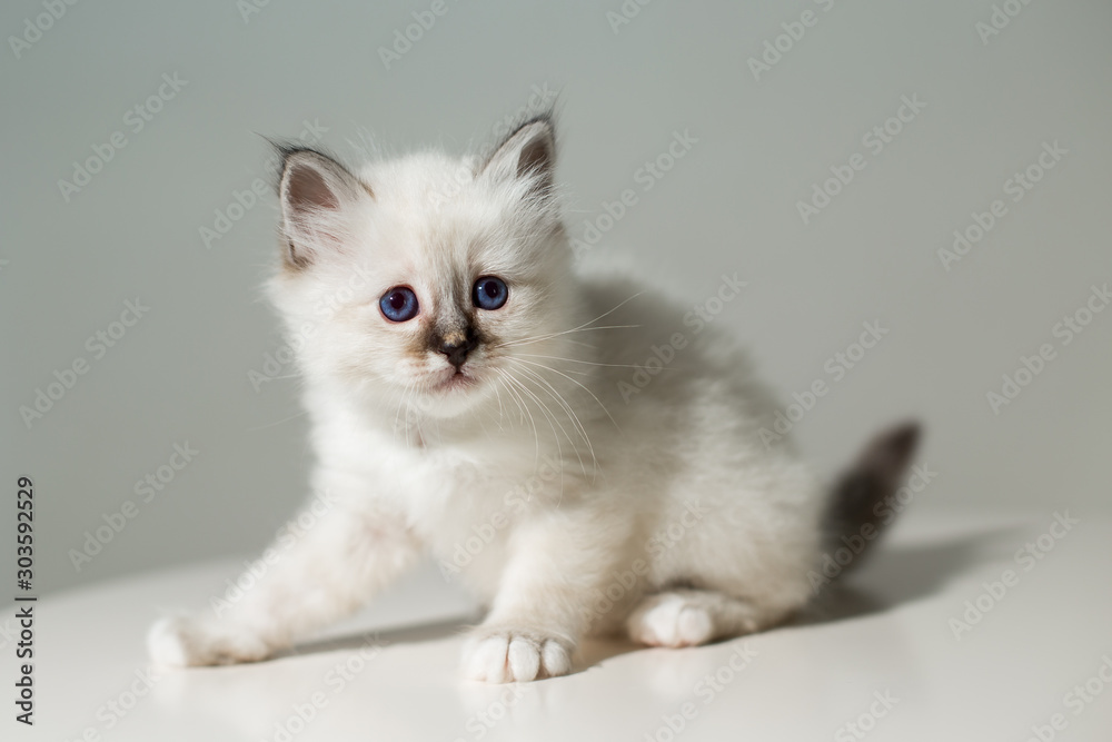small kitten cat breed sacred burma on a light background